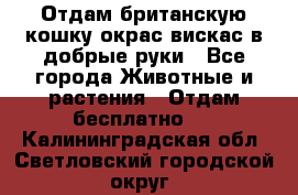 Отдам британскую кошку окрас вискас в добрые руки - Все города Животные и растения » Отдам бесплатно   . Калининградская обл.,Светловский городской округ 